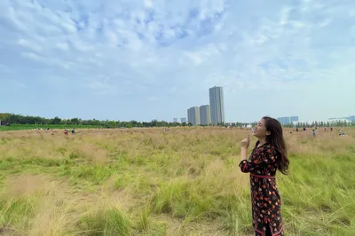 盛開的粉黛子