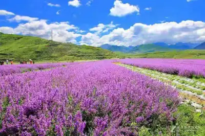 Holy Land Flower Sea