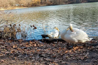 Alley Pond Park