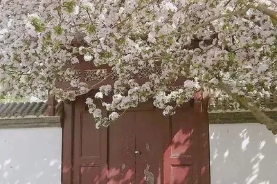 邂逅春天 | 天津花的海洋，賞花指南！
