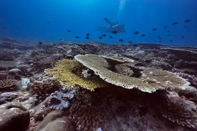 Scuba Divine Maldives - Dhangethi