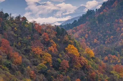 Qinling Autumn Foliage Rooms Now Open | Mountain Cottages Hide Qinling’s Most Beautiful Autumn