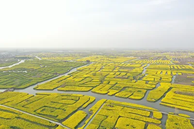In ancient times, they said 'fireworks in March go down to Yangzhou'; now, we drive to Wuxi and Taizhou to chase flowers.