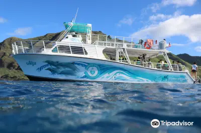 Dolphins and You