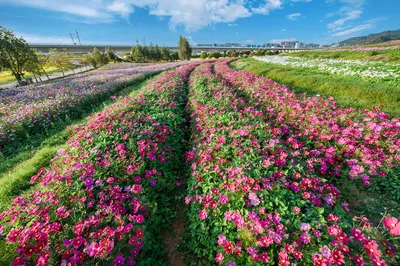 深圳賞格桑花