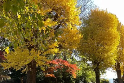 Yayoinokaze Park