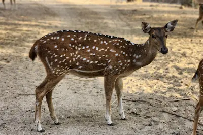 Deer Park